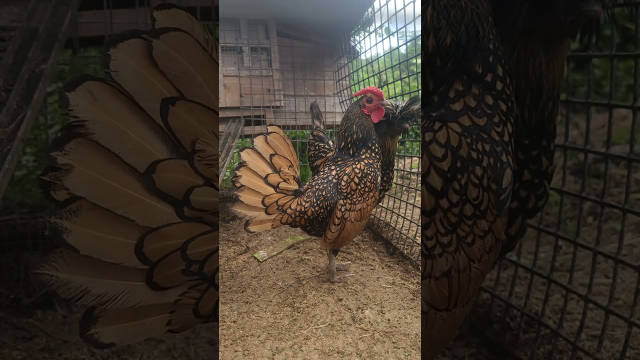 Beautiful rare Seabright & Polish chicken are friends.