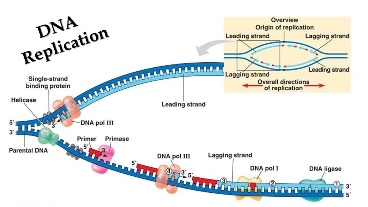 Bacterial Genetics