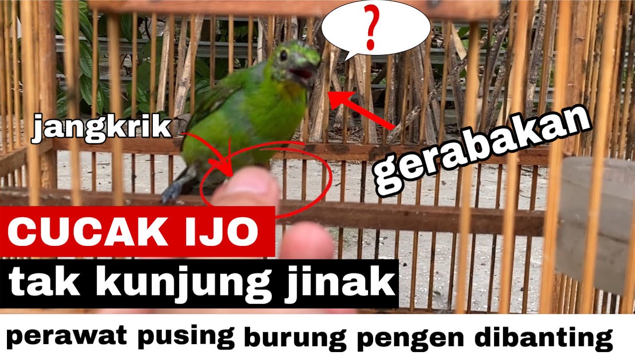 CARA MENGATASI CUCAK IJO GERABAKAN 