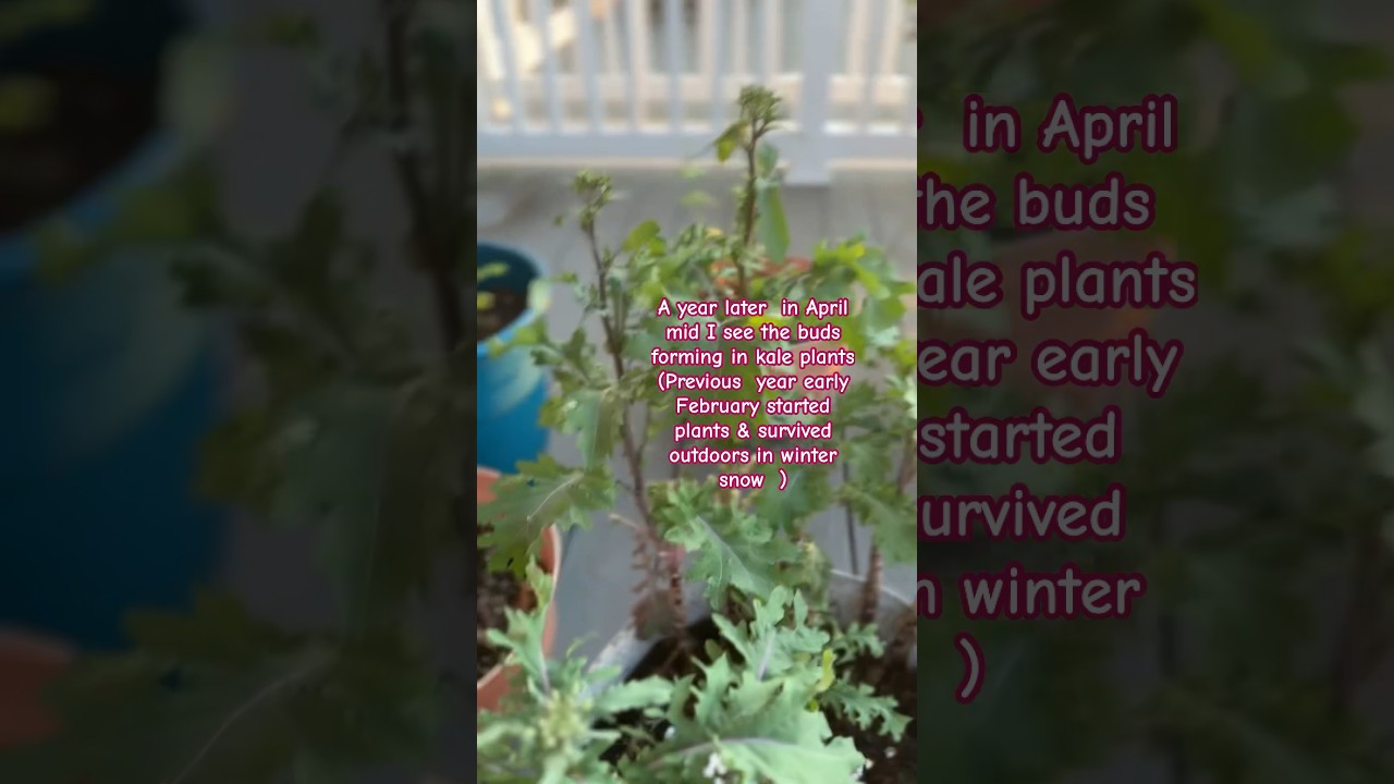 Buds formed  in kale plants
