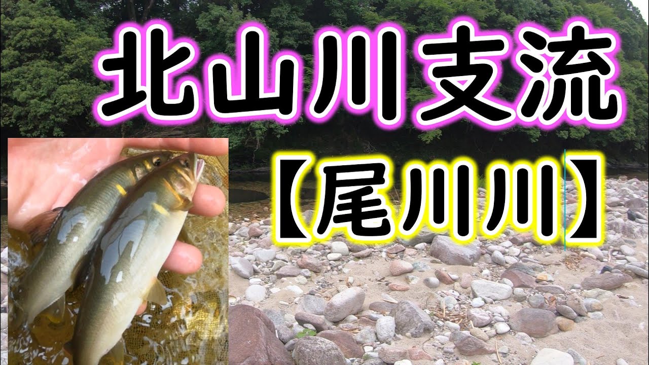 噂の入れ掛かり河川、解禁！！　【熊野川 支流、北山川 水系、尾川 川】