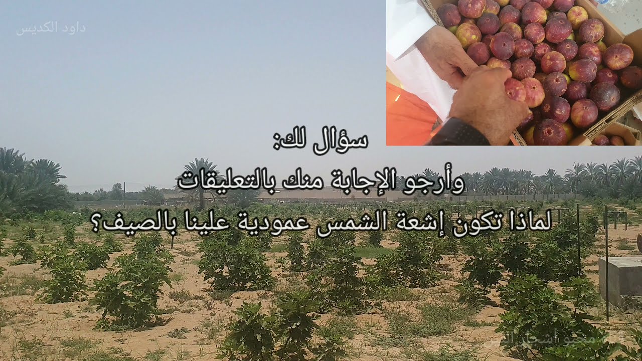 أكبر مزرعة لأشجار التين بسلطنة عمان The largest farm for fig trees in the Sultanate of Oman