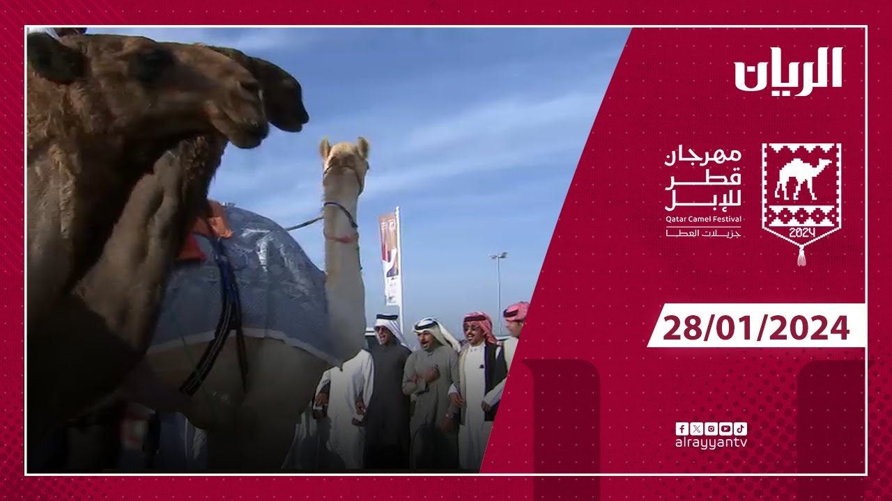 مهرجان قطر للإبل  28-01-2024