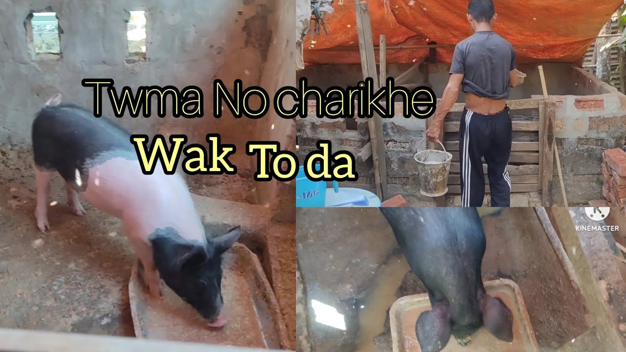 Sarwik ni wak aadaromani guys || How to  pig khana || south tripura || debo jamatia vlog96