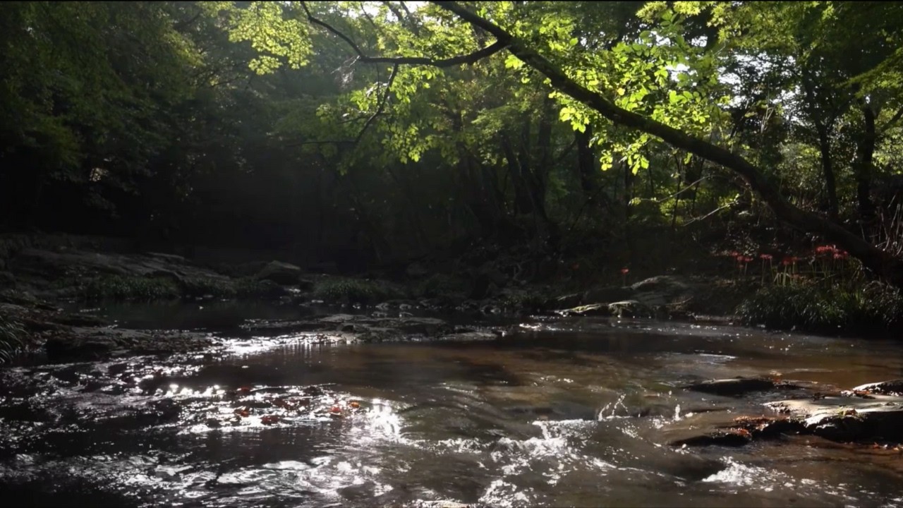 1 Hour of Flowing River Sounds | Forest Light, Deep Calm & Relaxation