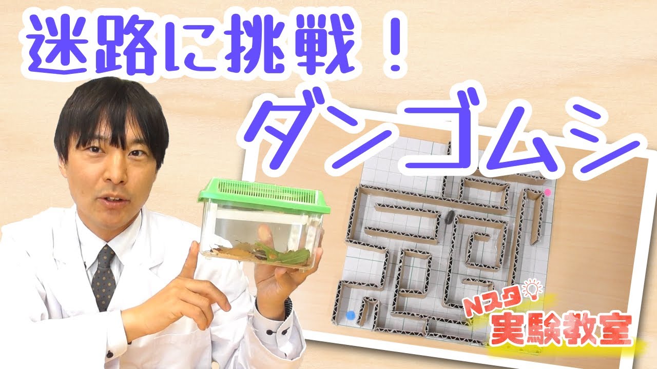 【Nスタ実験教室】迷路に挑戦！ダンゴムシ