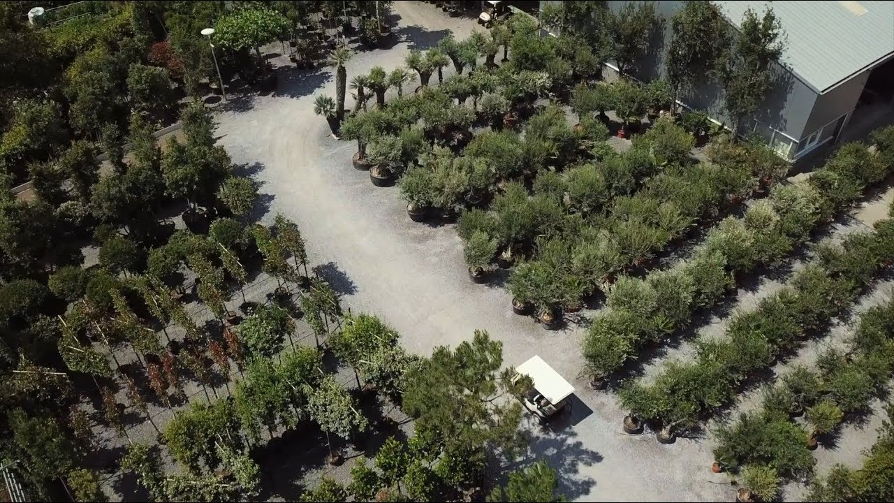 Olijfboom Specialist - Mediterrane bomen vertrouwd dichtbij - Moodfilm 2018