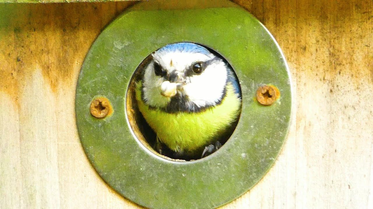Blue Tits In My Nest Box: 11th May 2024