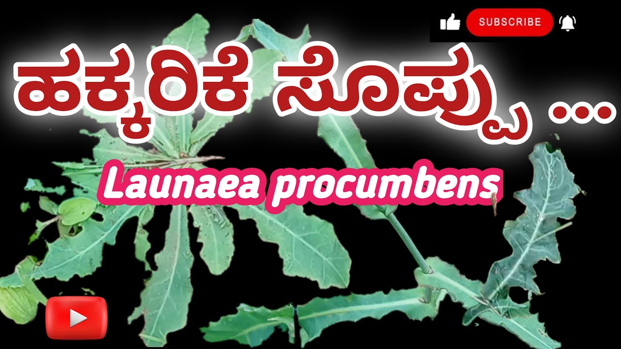 ತುಂಬಾ  ಉಪಯೋಗಕಾರಿ ಹಕ್ಕರಿಕೆ ಸೊಪ್ಪು ನಿಮಗೆ ಸಿಕ್ಕರೆ ಬಿಡಬೇಡಿ