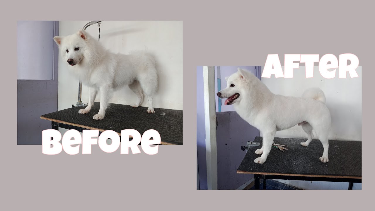 Japanese Spitz grooming l Christians' Grooming World