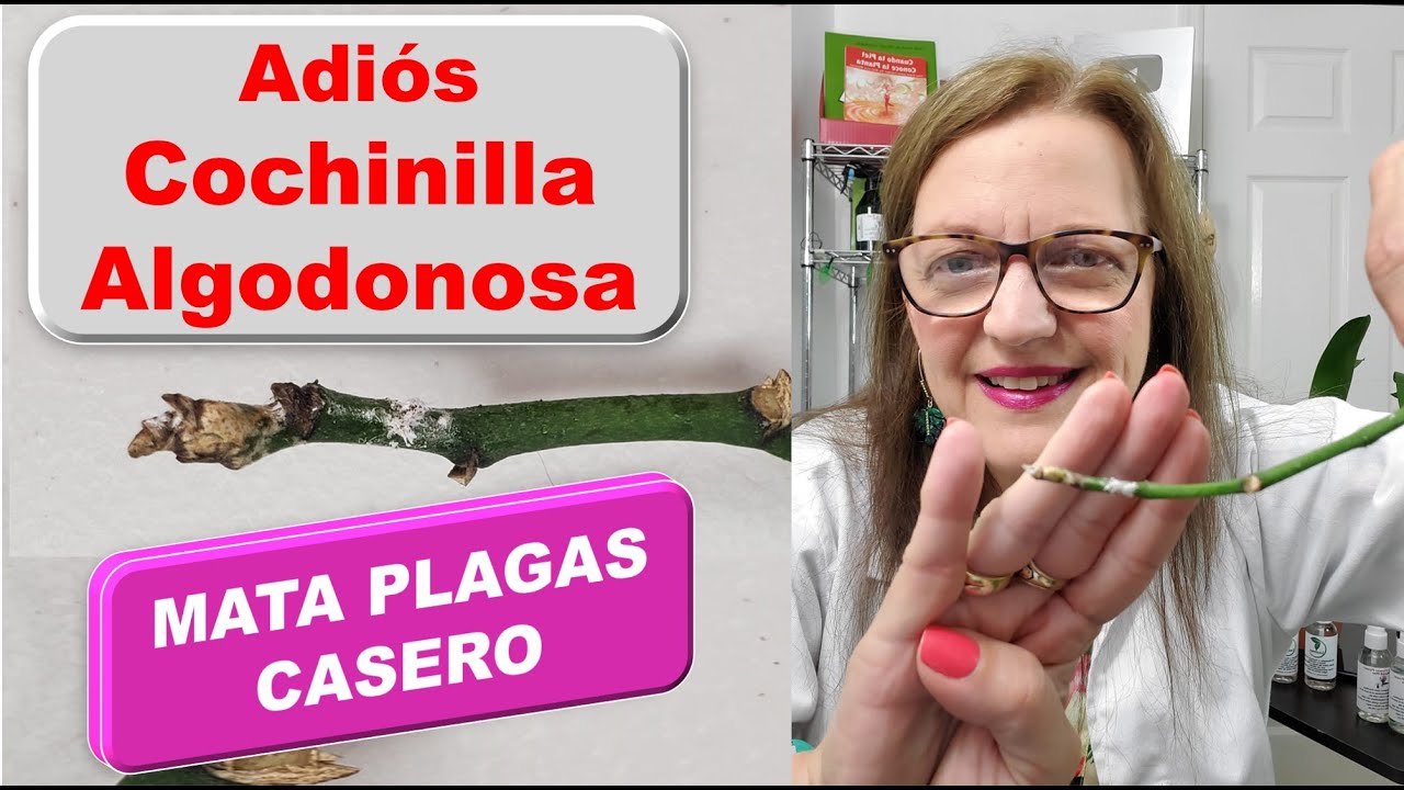 Mata Cochinilla  y pulgones otros insectos plaga y bichitos en orquideas insecticida casero #294