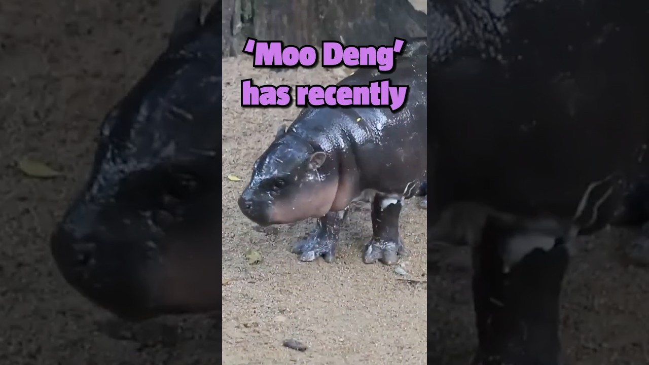 Meet Moo Deng, The Most Viral Sensation & Meme Icon