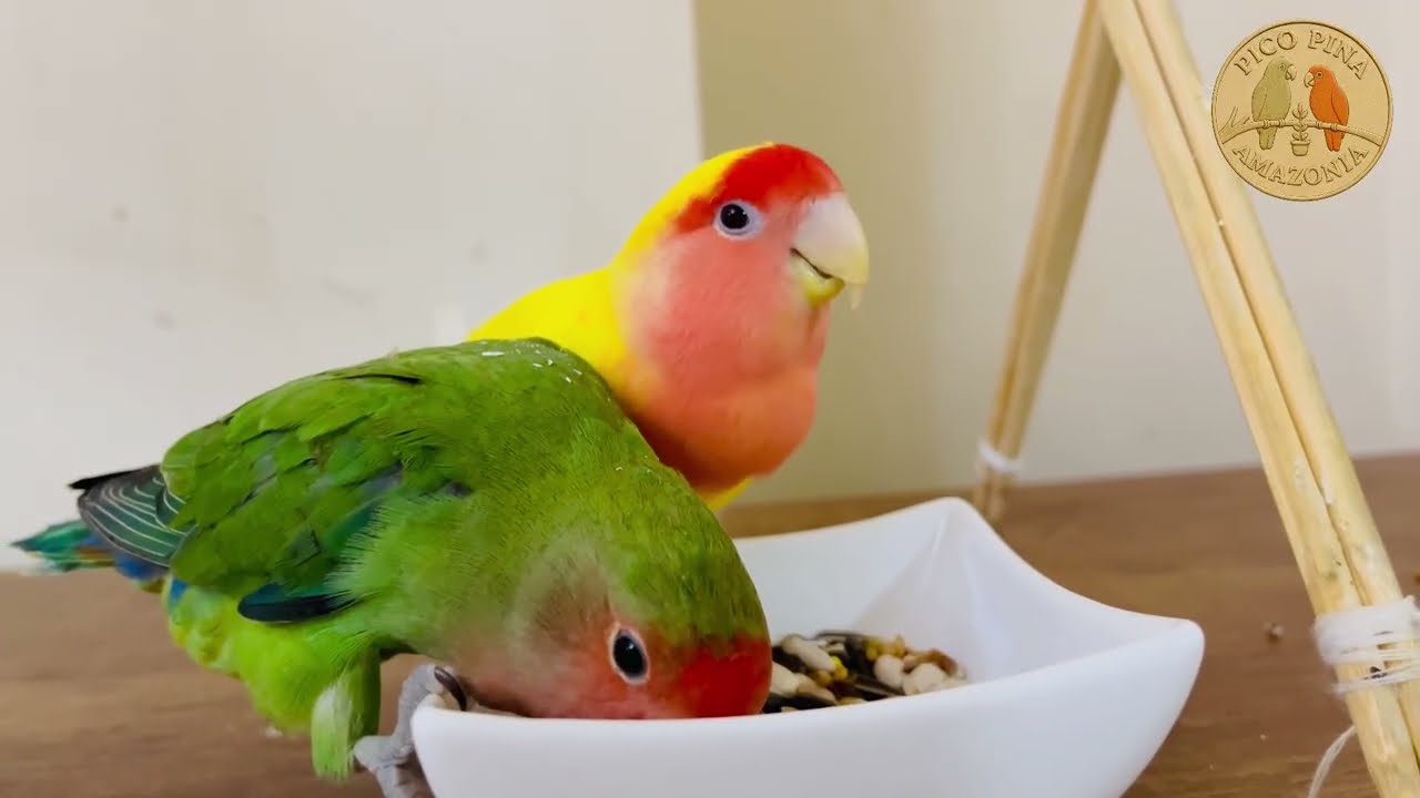 Seed Feast! Our Parrots Go All In 😍🦜