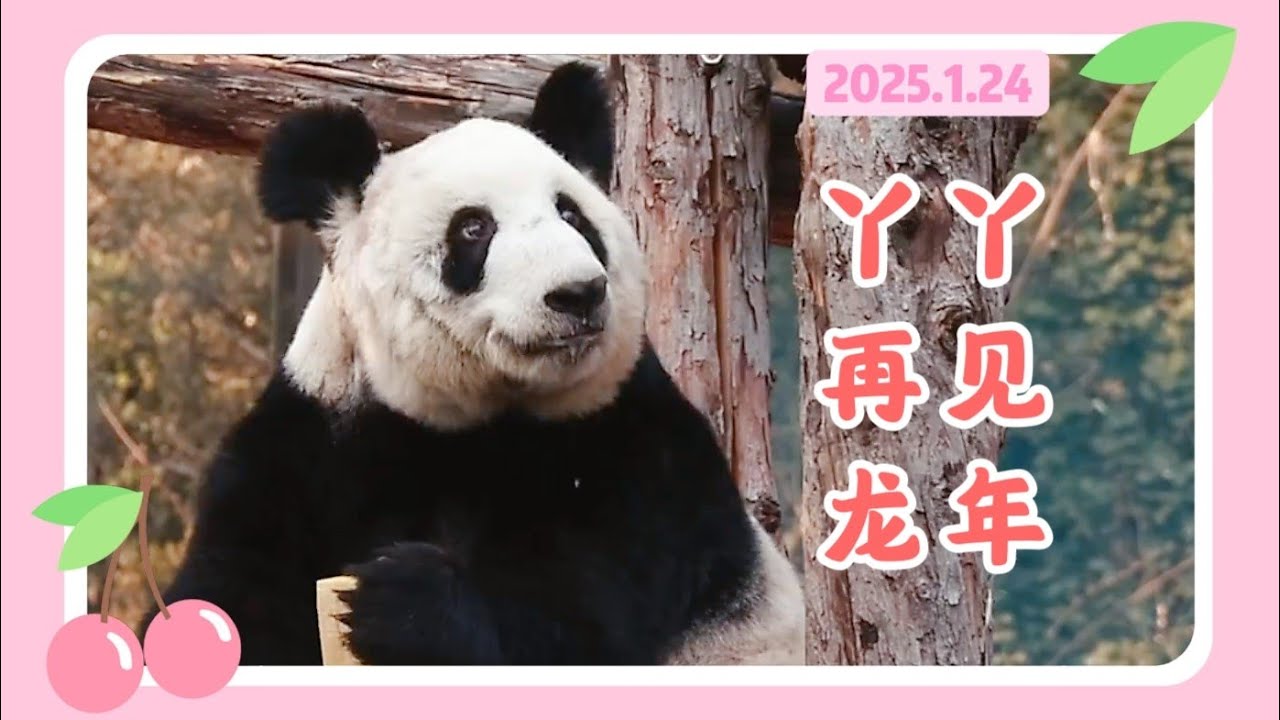 丫丫25年1月24日最新视频 -  丫丫胖成球，踮起脚尖拿笋太可爱了，元气满满告别龙年 Beijing Zoo official release Ya Ya video 20250124