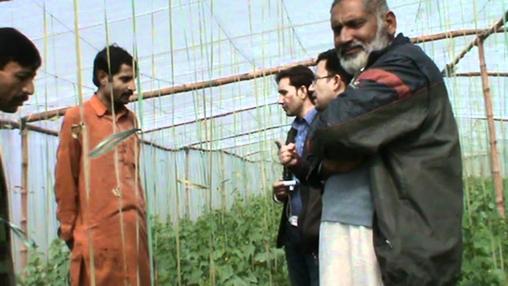 Ch M  Ashraf, Jholay Laal Farms, Baseer pur Tunnel Farming Pakistan by Sajid Sandhu 03218669044