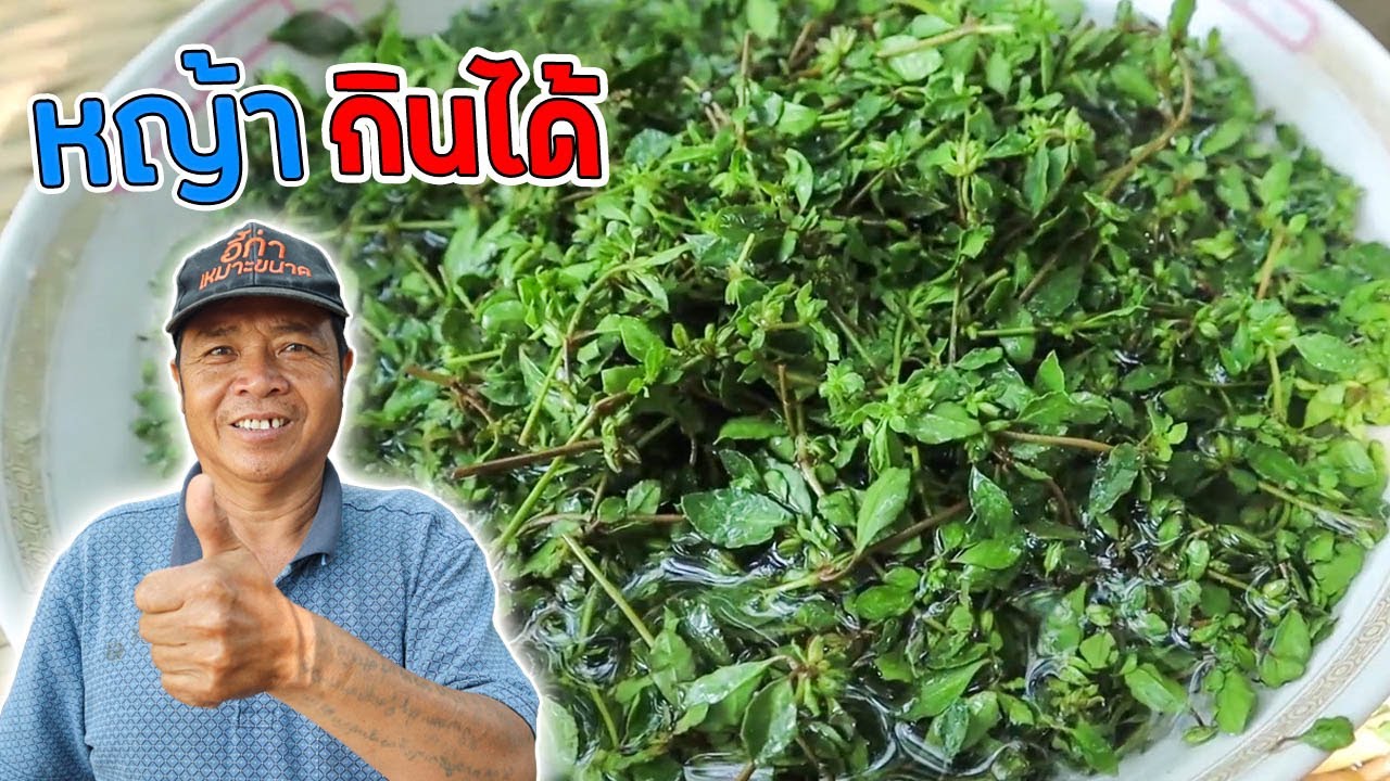 หากินยาก!! แกงผักขี้เสียด สูตรครัวป่าไผ่ !!l ครัวป่าไผ่ SAN CE