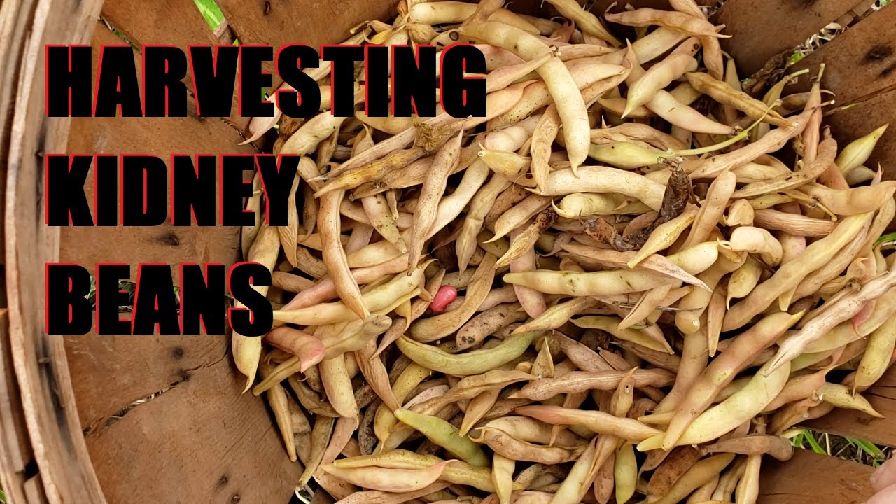 Harvesting Kidney Beans For The Very First Time