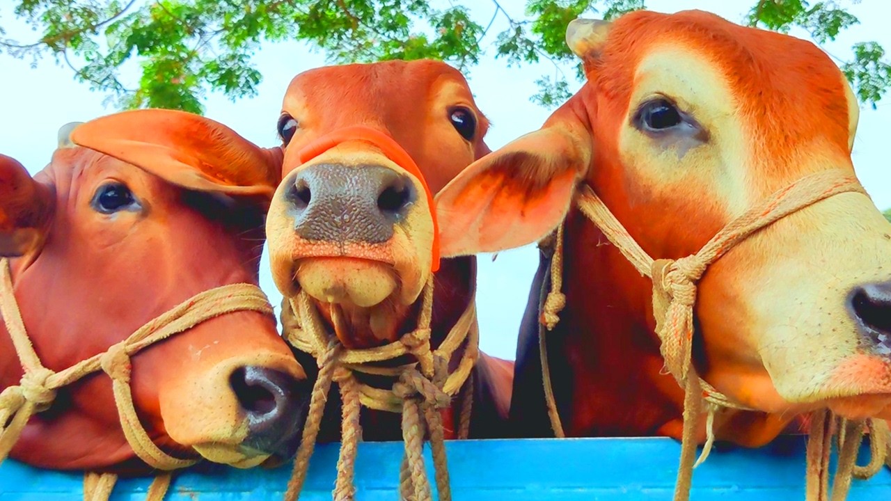 Cow unloading, cow videos, cow video, big cow, goru hamba cow, Ep 332