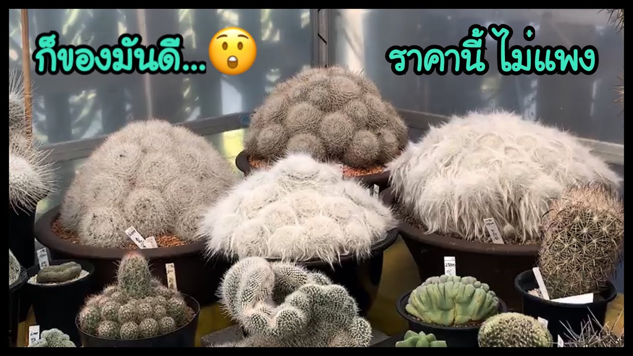 กระบองเพชรญี่ปุ่น cactus in japan