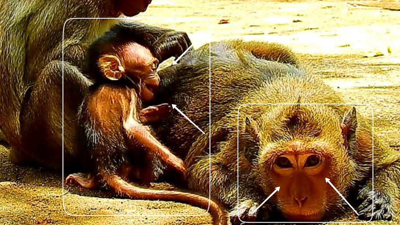 Appetite Baby MESHA Is C.rying To Insist Milk Feeding But Her Mom MESHI Ign0red - Bl0cked Milk Zone