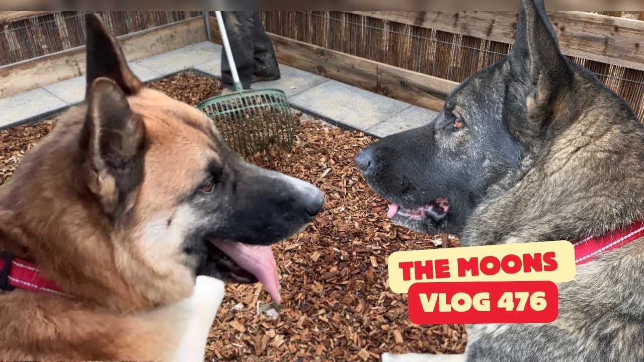 Preparing the Farm for Nick the Viking’s Dogs