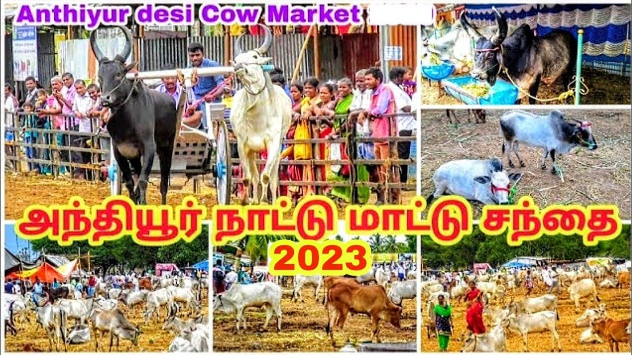 மிகப்பெரிய அந்தியூர் நாட்டு மாட்டு சந்தை 2023 / Biggest Anthiyur Native (Cow/ Bull) Market 2023