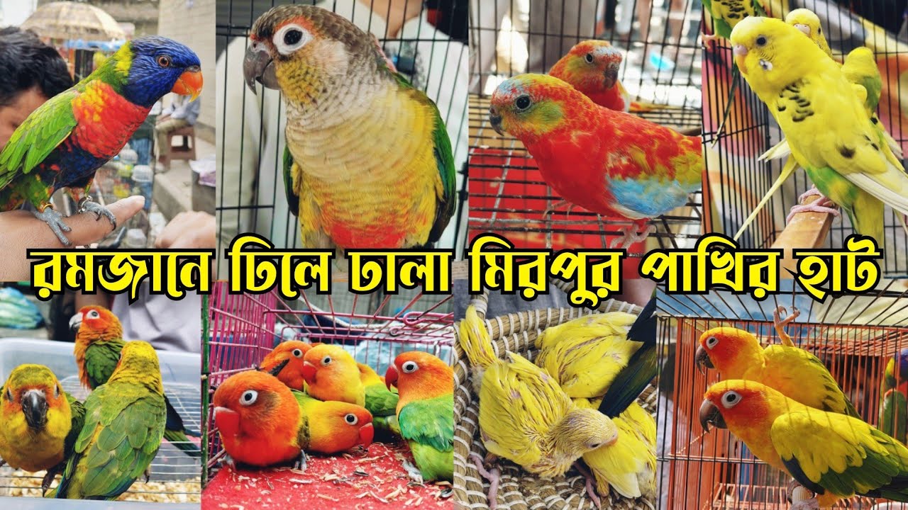 রোজায় বেড়েছে হলুদ টিয়ার বাচ্চা || মিরপুর ১ পাখির হাট || Mirpur 1 pakhir hat || Bird market bd