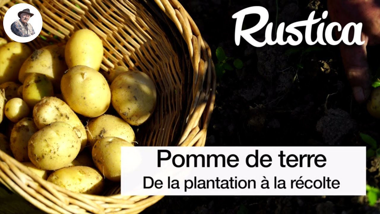 Pommes de terre  de la plantation à la récolte