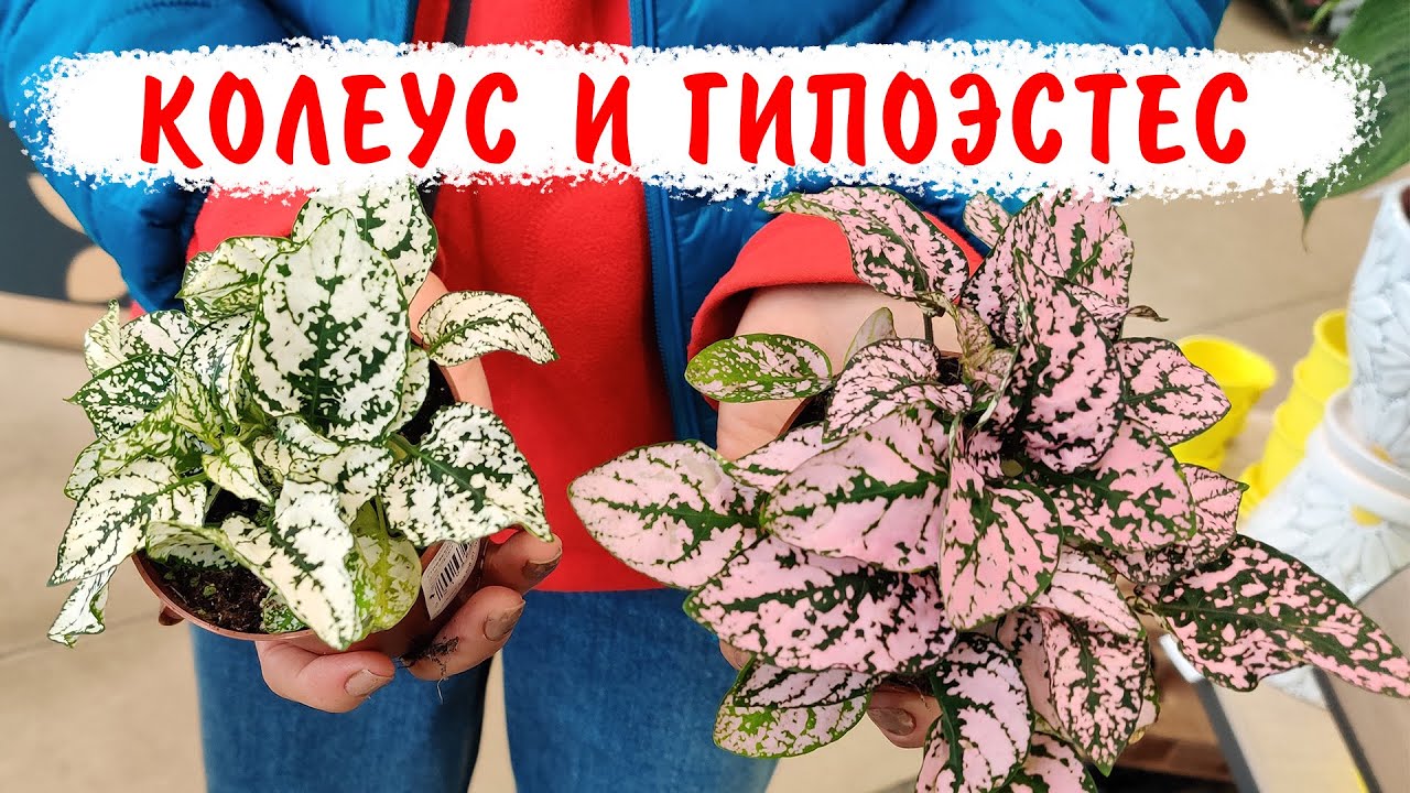 Очень красивые и неприхотливые, декоративные растения колеус и гипоэстес