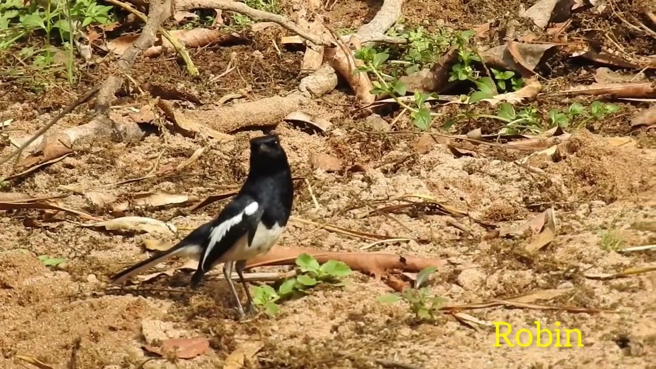 Indian Birds 