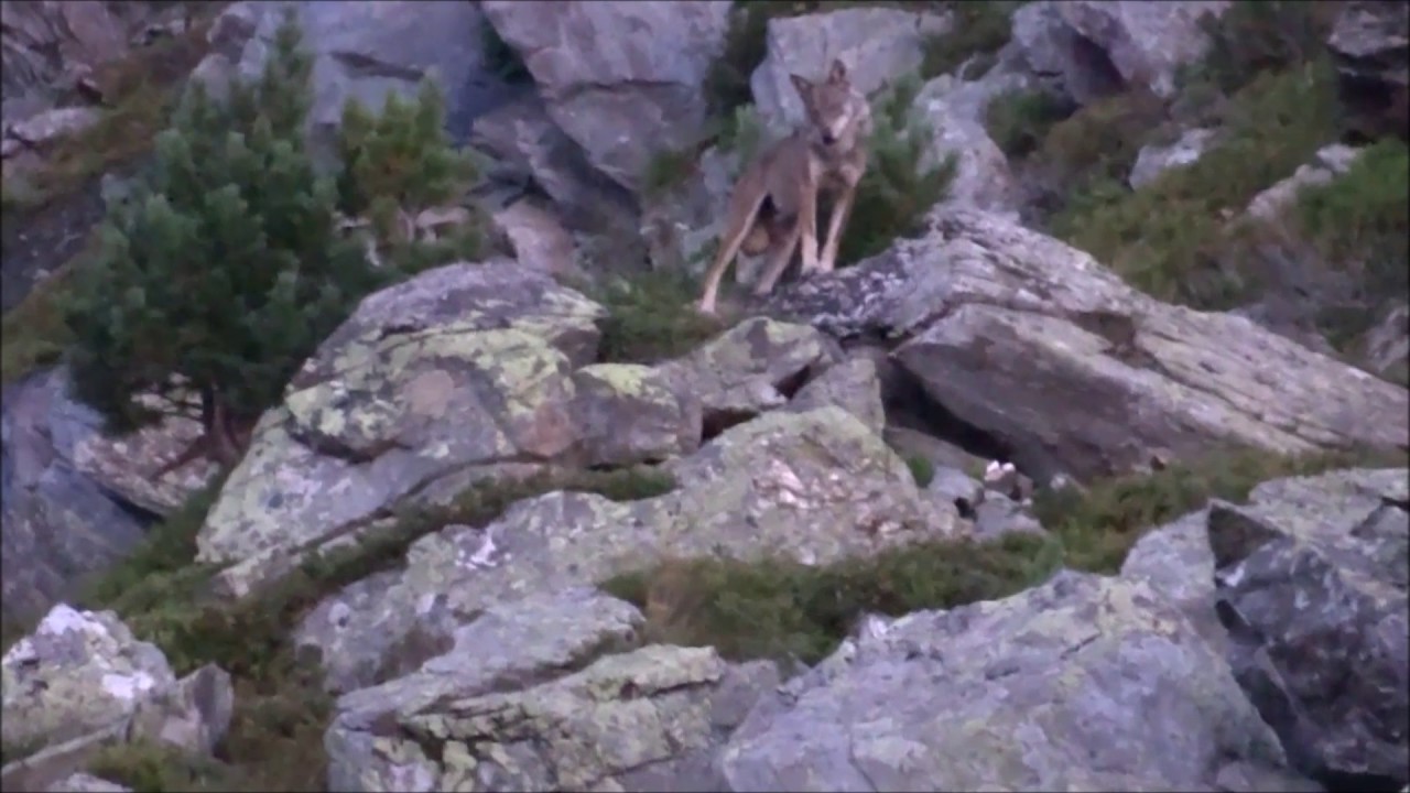Loup et Louveteaux Alpes Françaises septembre 2016