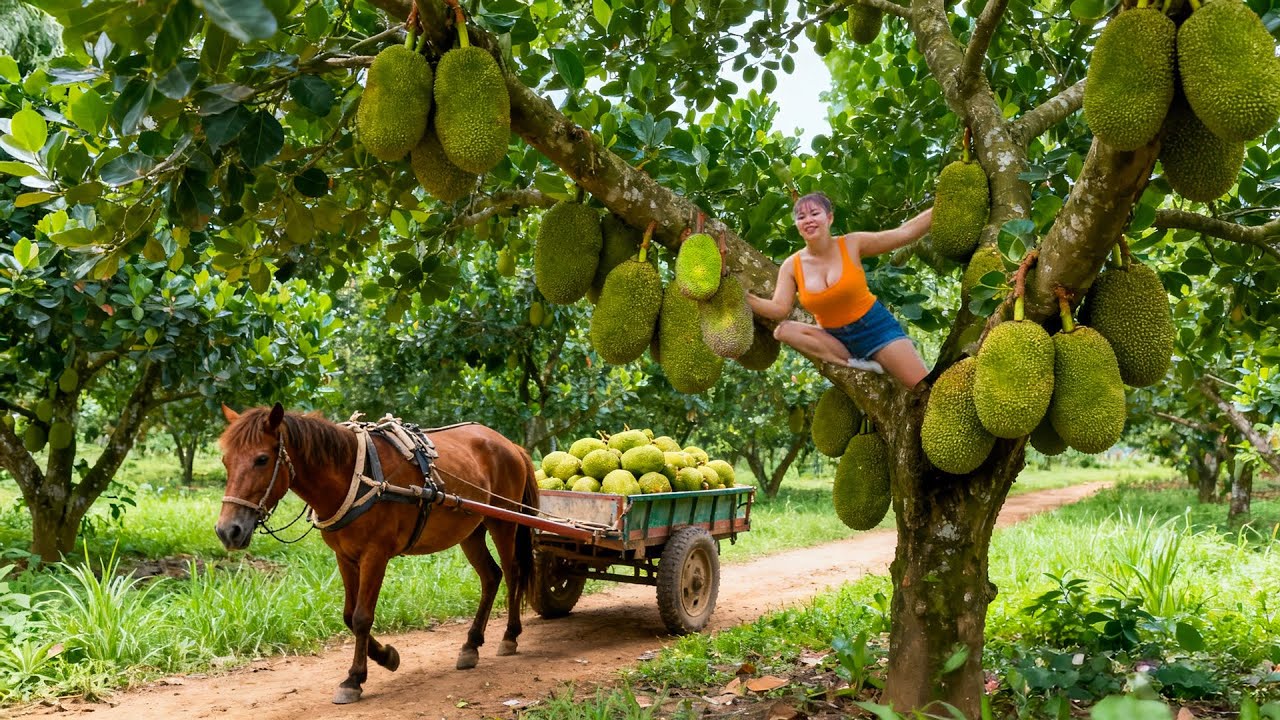 Harvesting 100.000 KG Jackfruits and Using Horses to Transport to Market | Tiểu Ca Daily Life