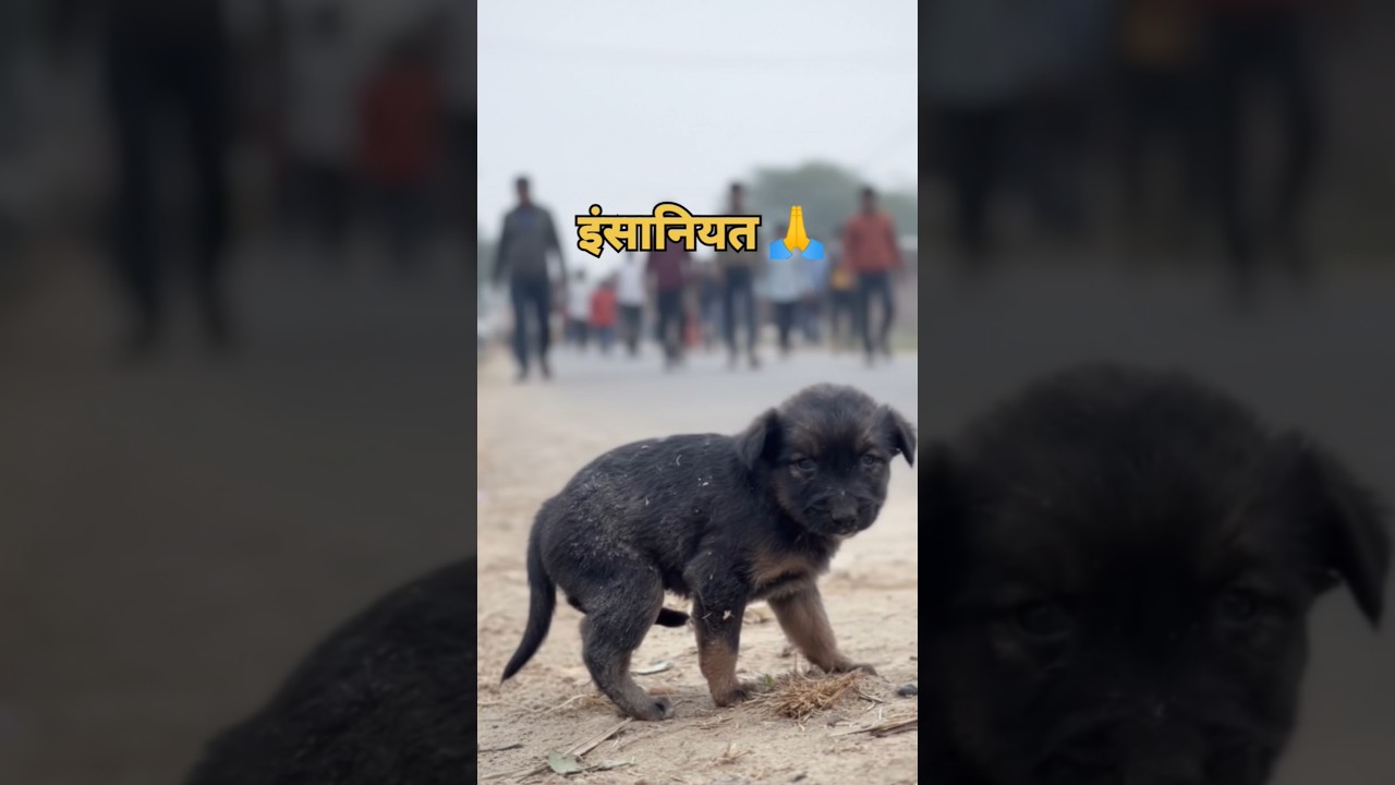 Sad Stray Puppy on Busy Road 😢🐶 | Save Street Dogs | Humanity First ❤️ 