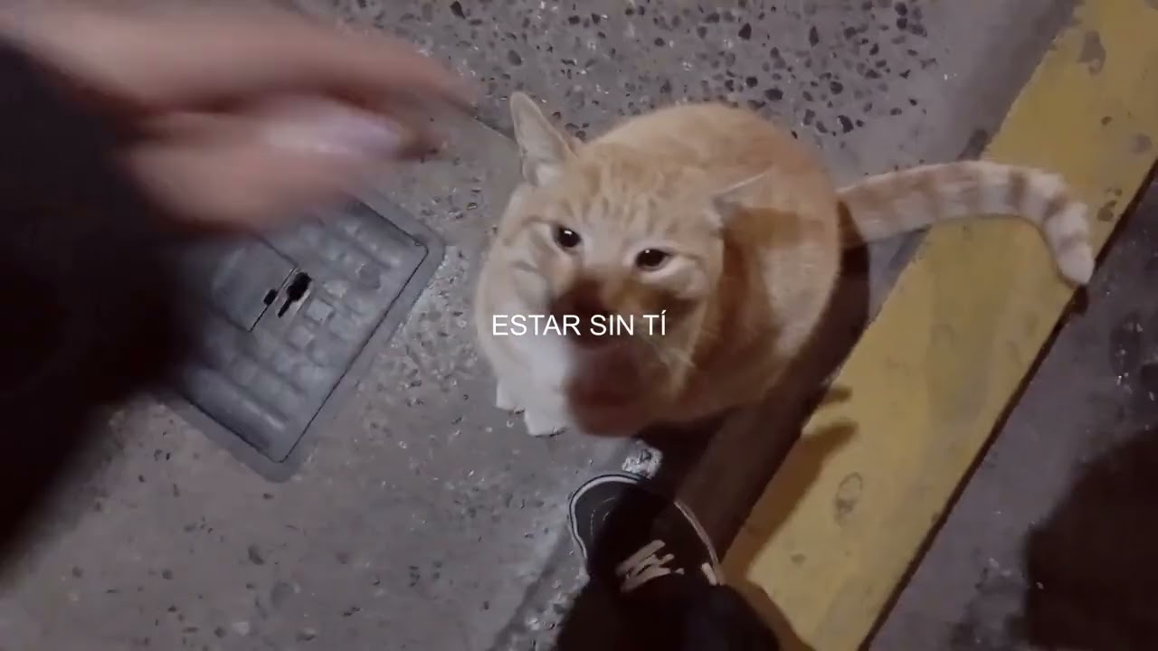 22 de abril - Gato traumado (DEMO)