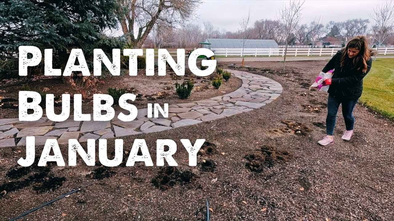 Planting Bulbs in January! ❄️🌱🌷 // Garden Answer