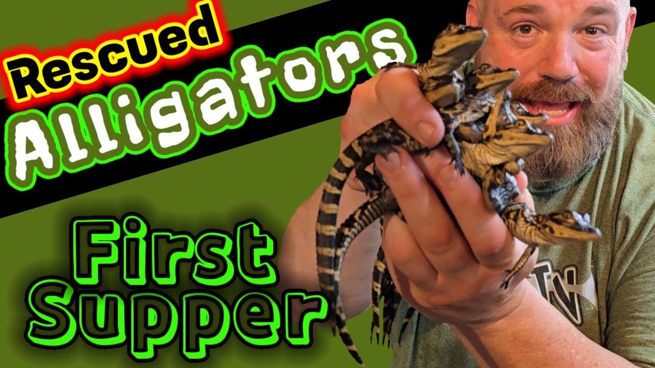 Rescued Baby Gators Eat Their First Meal