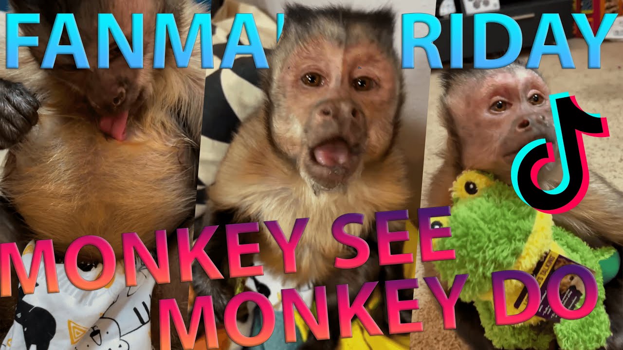 Официальное письмо от Georgie Boy — фан-рассылка в пятницу, 8 марта! 🐵🥰 Полное видео!