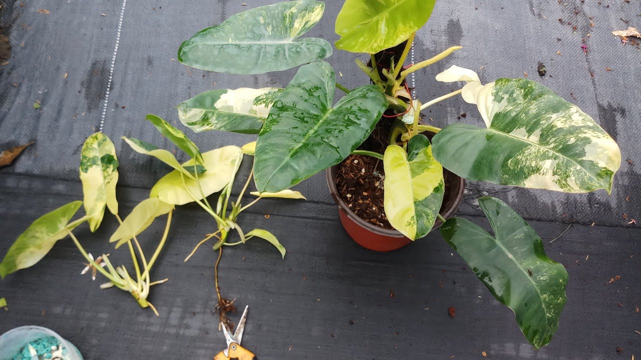 How to propagate philodendron burle marx variegated?