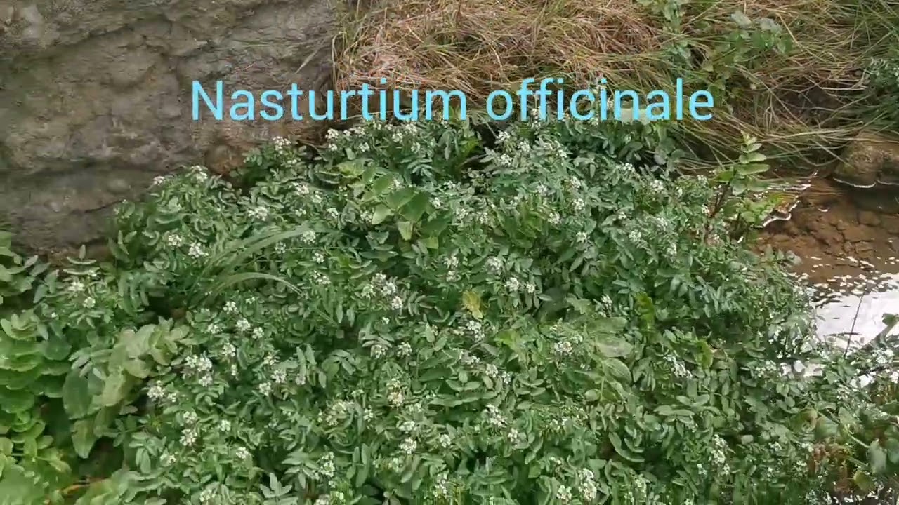 Wild edible plants (wild vegetables) of the coast of Portugal