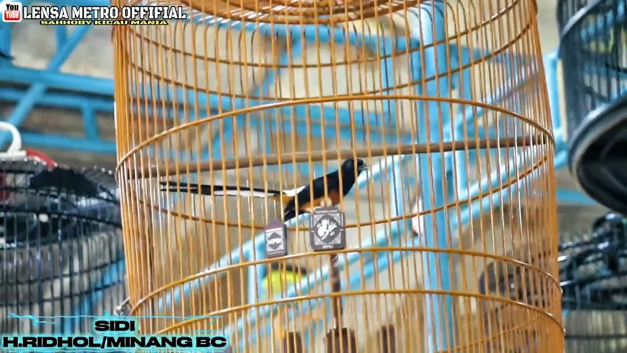 MURAI BATU SIDI-H.RIDHO-MINANG BC //TAMPIL NGEBUT TANPA JEDA DI KELAS UTAMA // JADI TONTONAN 💥💥💥💥💥💥