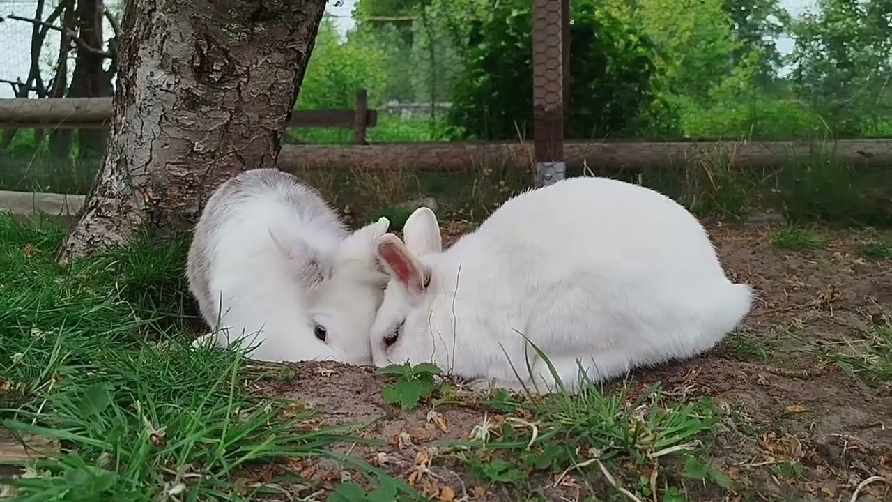 Achtung für Tiere - der Lebenshof und seine Bewohner