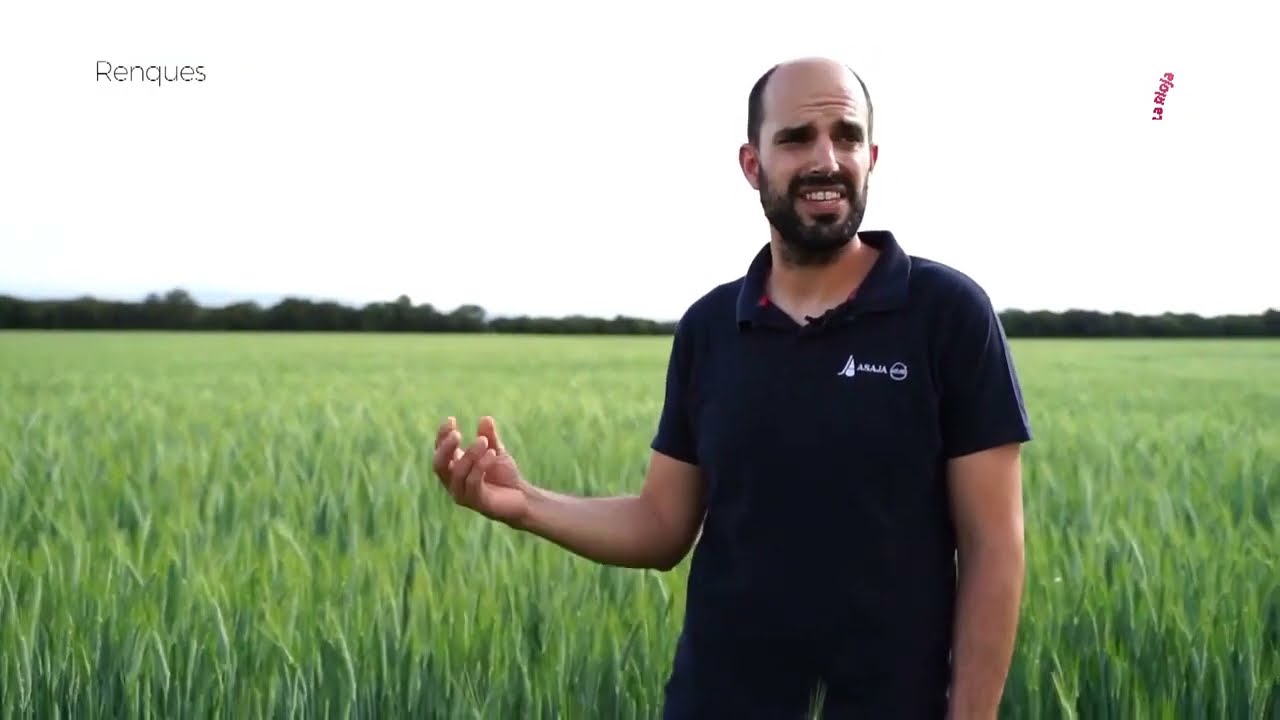 Las claves del triticale. Reportaje de Renques.
