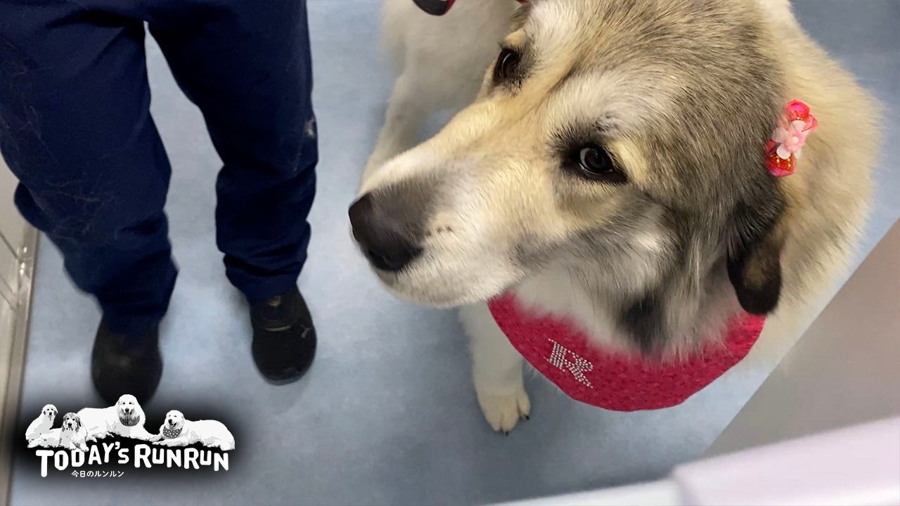 シャンプーで真っ白！ピンクのリボンもとってもお似合いのベルです　Great Pyrenees　グレートピレニーズ