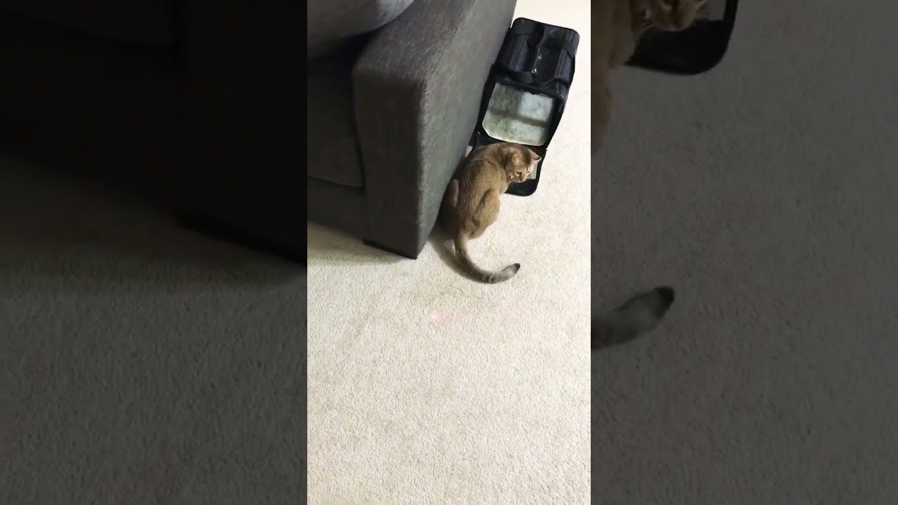 Funniest Cat Videos - The Wiggle Pounce 😹 