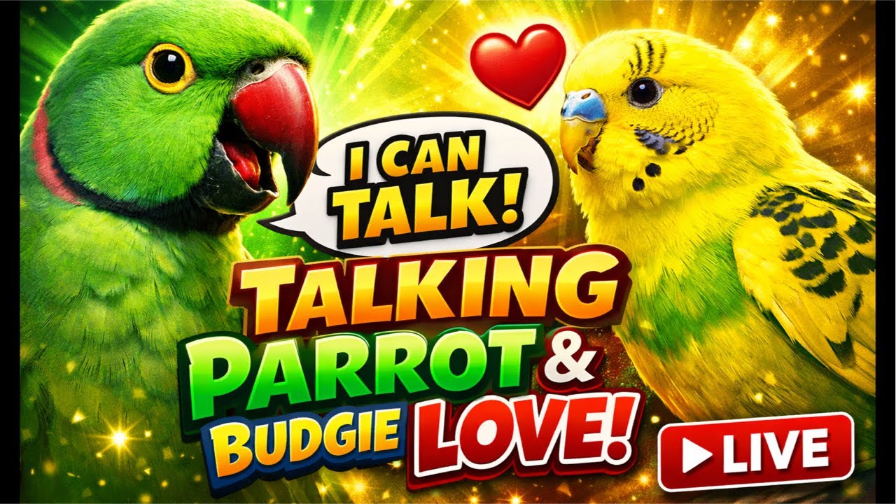 Nature Beauty137 is live! Beautiful Green Ringneck Parrot and adorable Yellow Budgie Friendship