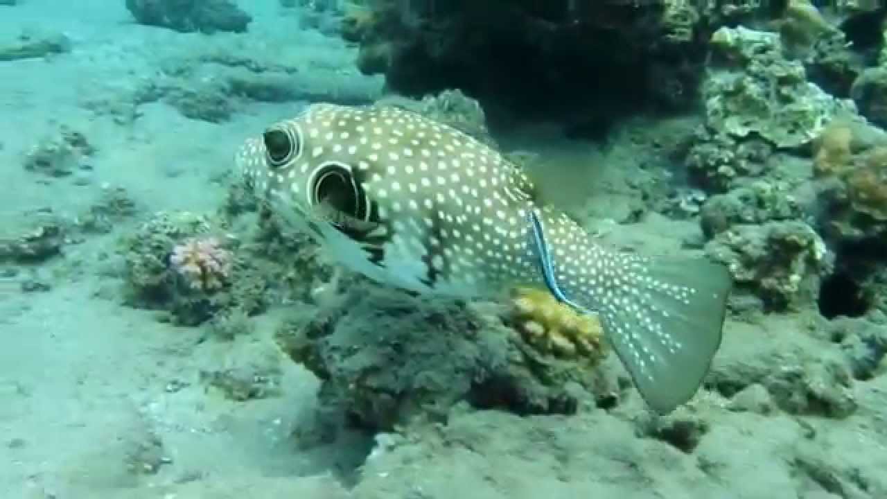 Abu Dabbab bay 2014  hd