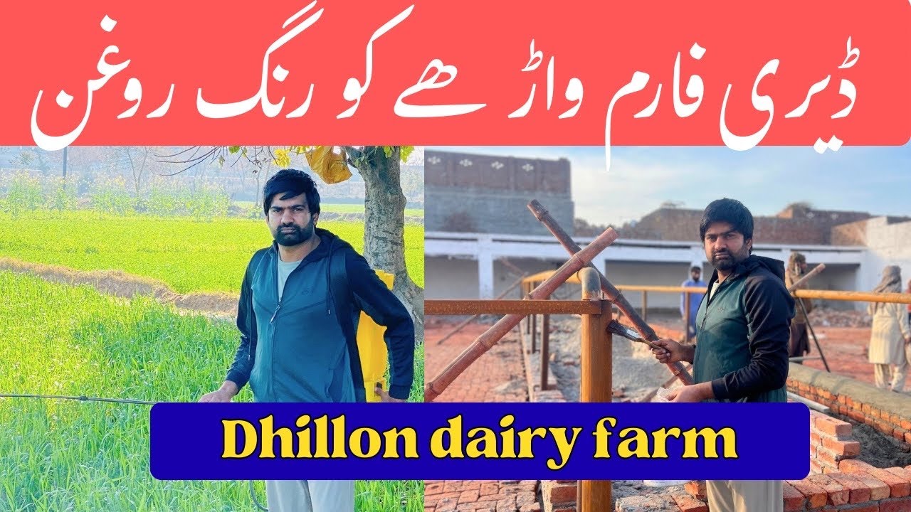 Aj kiti spray | Dairy farm da rang | Faisal Dhillon | Dhillon Dairy Farm 