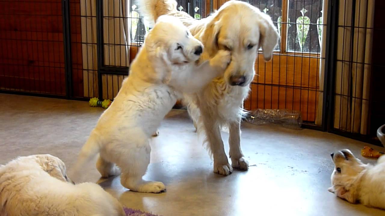 Golden Retriever Grandma trying to escape her Grandpuppies