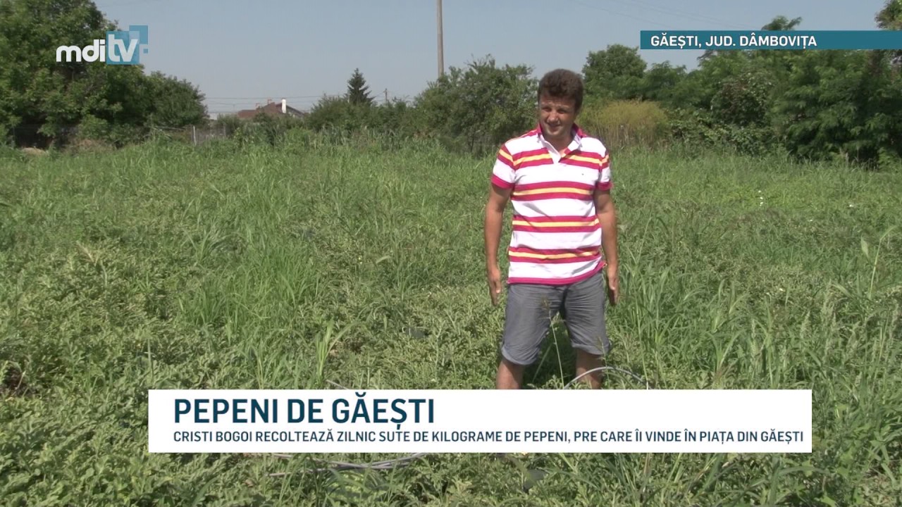 PEPENI DE GAESTI   YOUTUBE