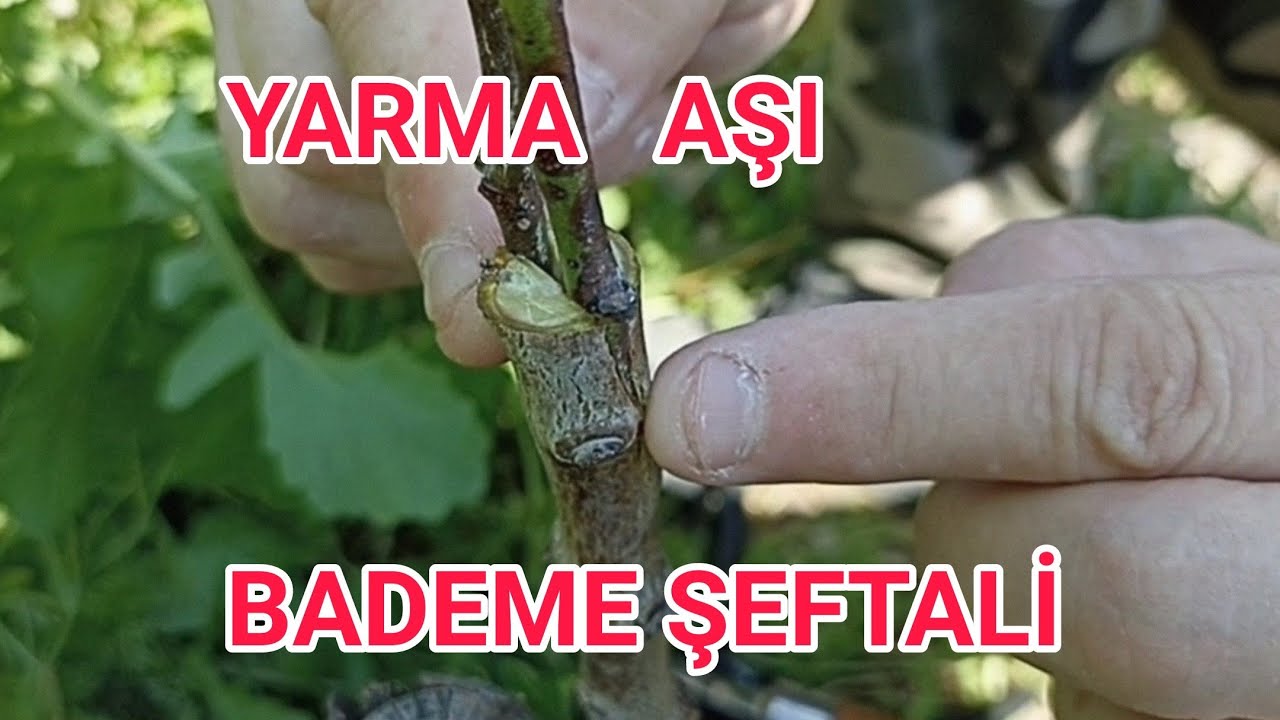 BADEM AĞACINA TÜYSÜZ BEYAZ NEKTARİN ( ŞEFTALİ ) YARMA AŞISI UYGULAMASI!